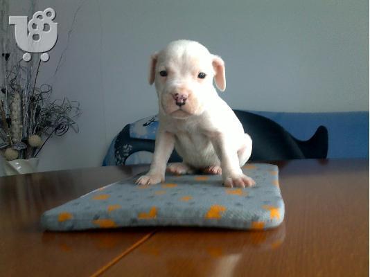 PoulaTo: Ντόγκο Αρτζεντίνο – 380 euro